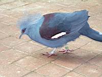 Pigeon a crete (Photo F. Mrugala) (3)